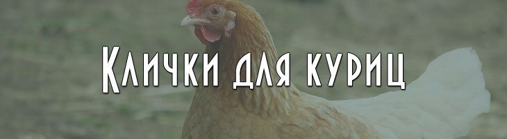 Имена и клички куриц