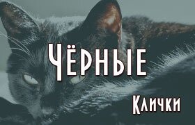 Имена клички чёрных котов