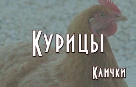 Имена клички для куриц