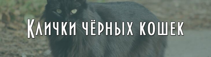 Клички чёрных котов кошек