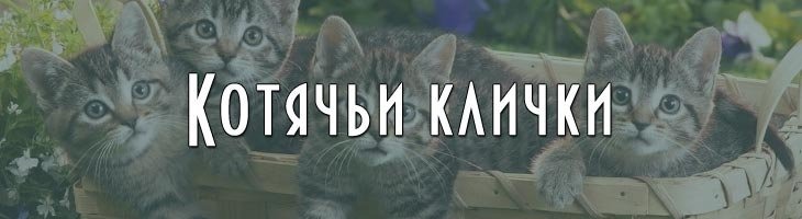 Клички для котов котят