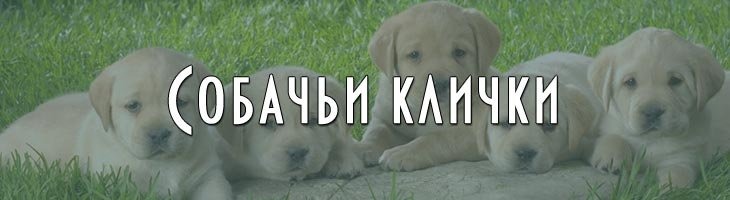 Клички для собак