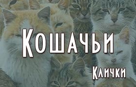 Кошачьи клички