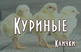 Куриные клички