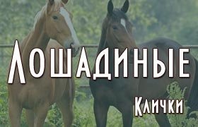 Лошадиные клички